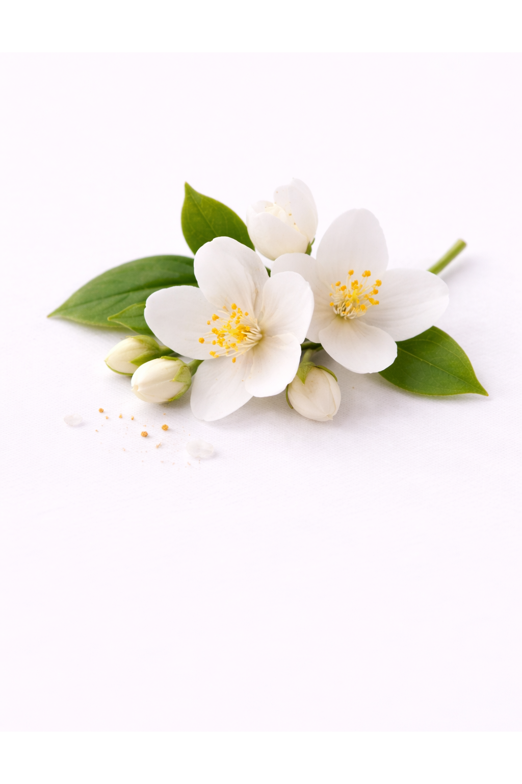 Parfum capillaire au jasmin - Maison Nuit Paris Image