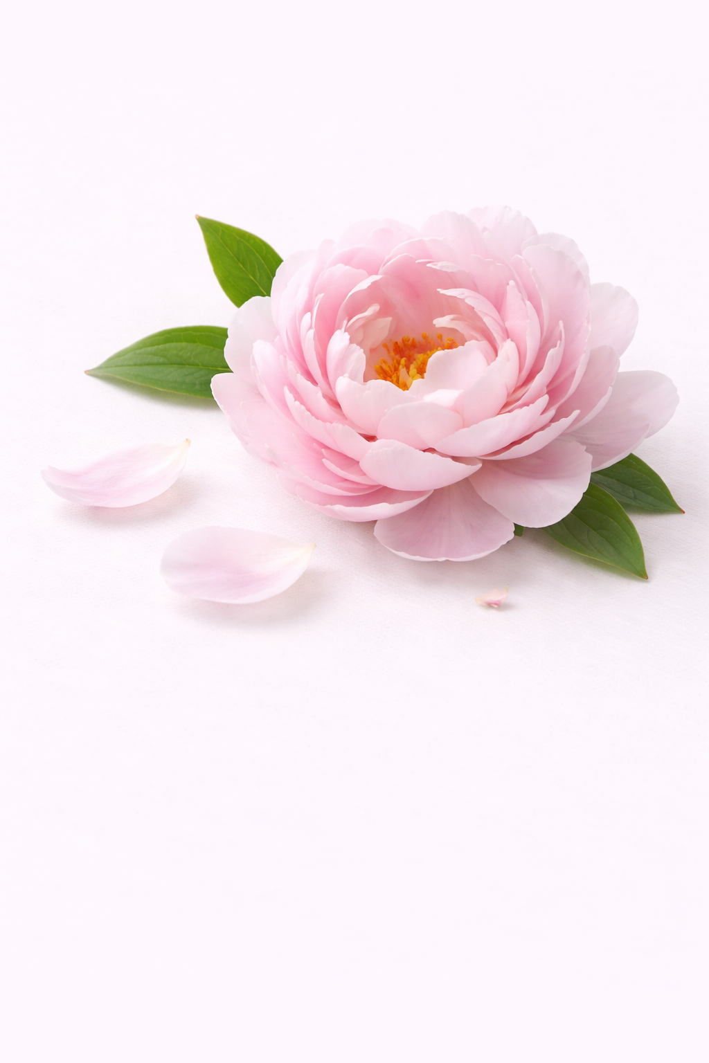 Parfum capillaire à la pivoine - Maison Nuit Paris Image