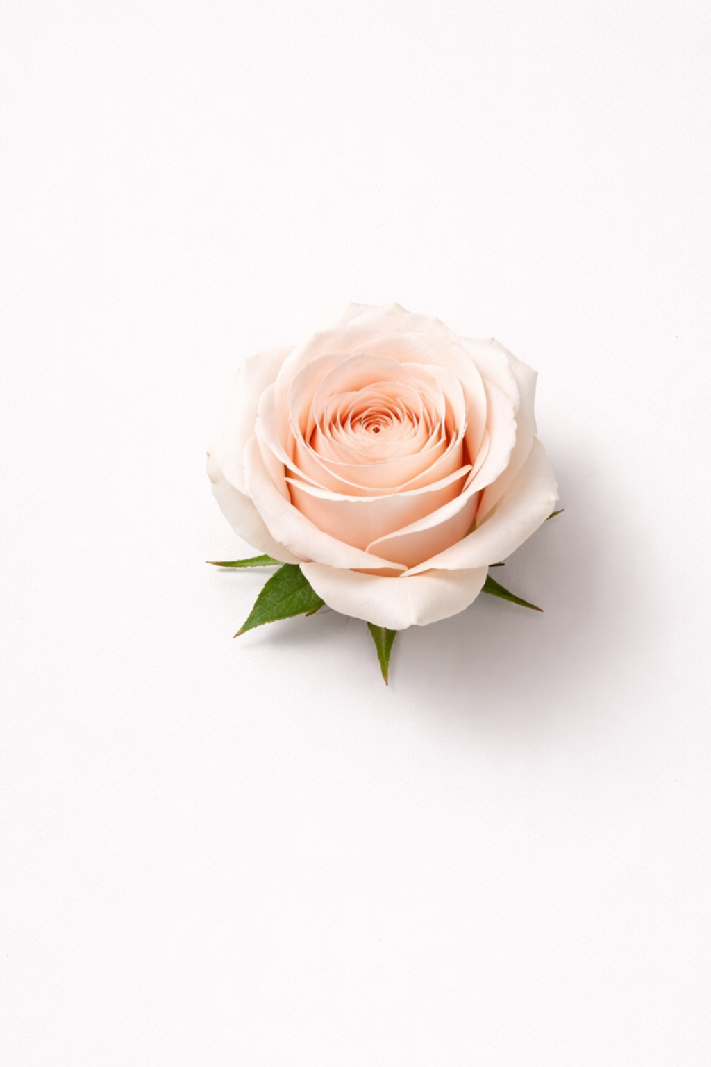 Parfum capillaire à la rose - Maison Nuit Paris Image